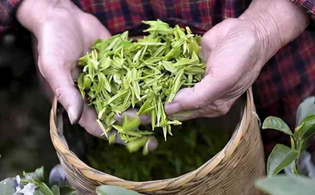 福鼎白茶央视录片与新闻：揭秘福鼎白茶的魅力