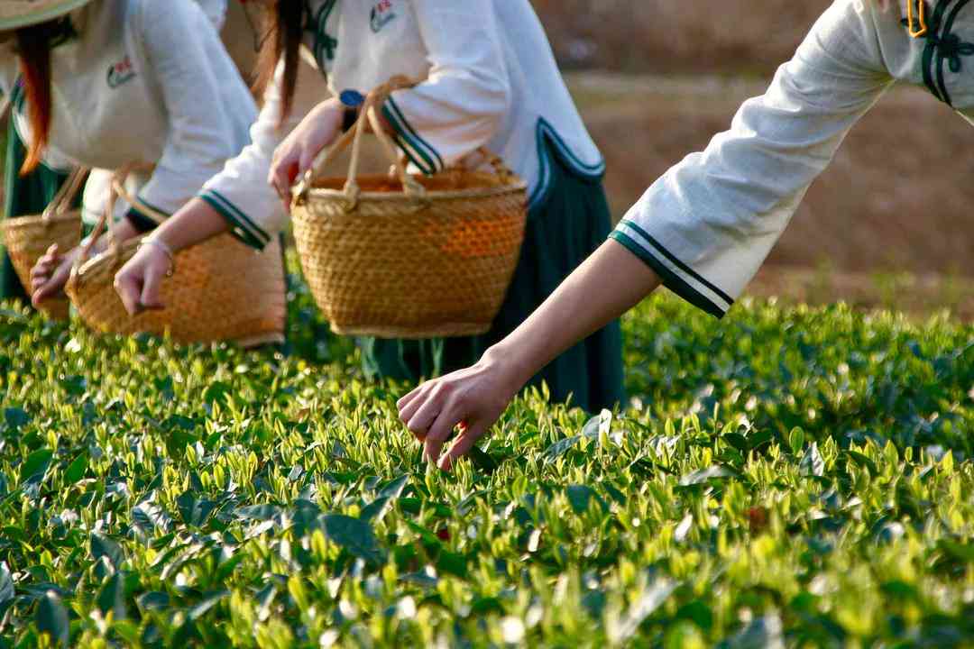 普洱茶福鼎白茶茶叶直播间