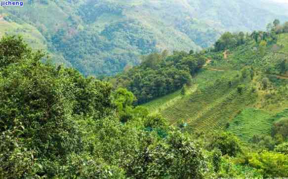 探寻普洱茶十大产地：品味地道好口感，揭秘饮茶胜地排名