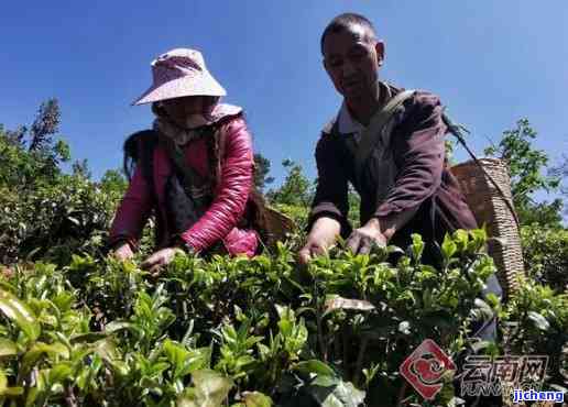 普洱茶农直销网：云南普洱茶农直销联系