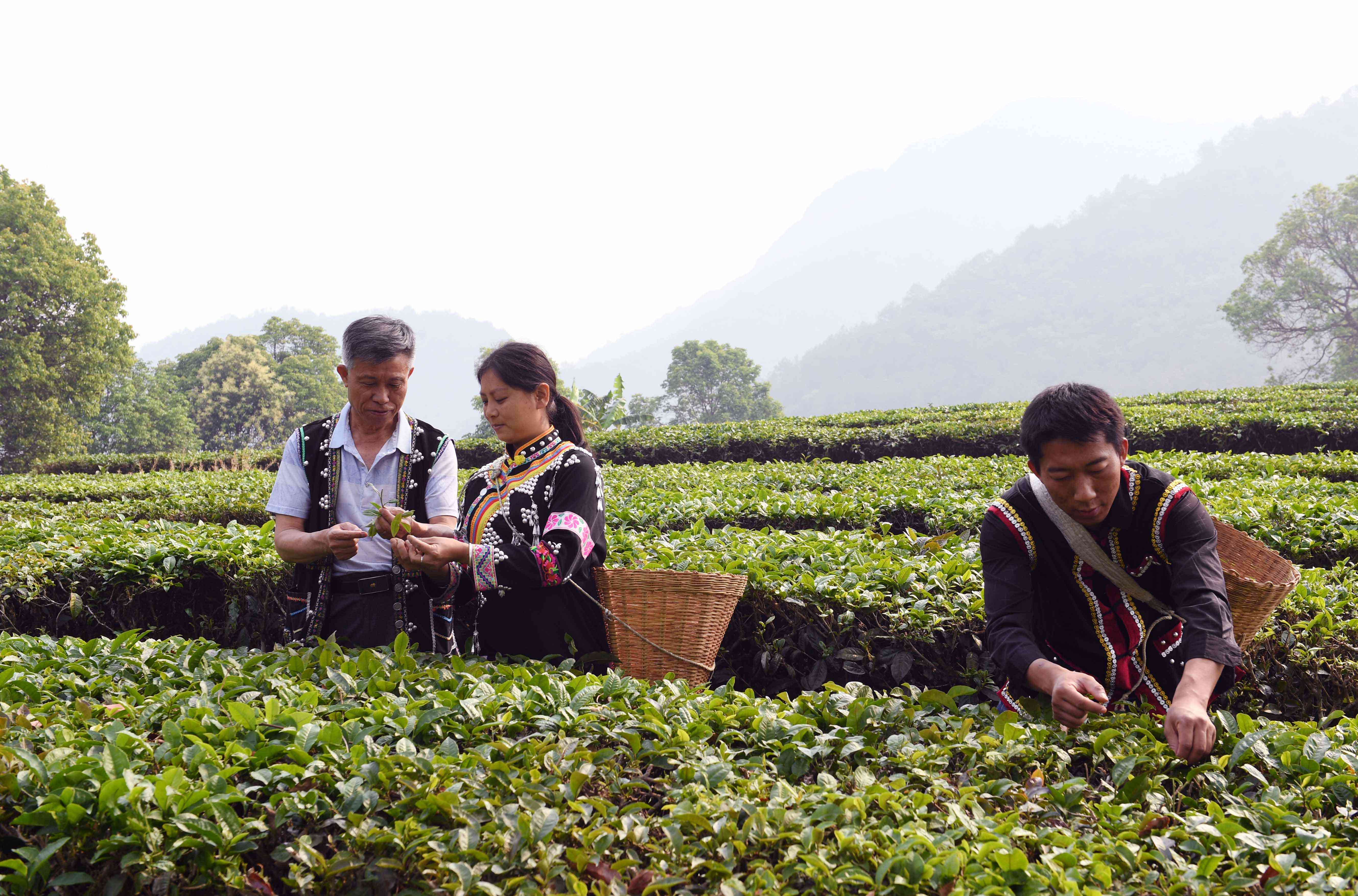 云南普洱茶农与文化传承的故事