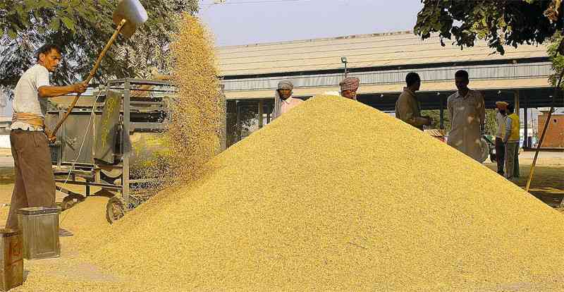 阿富汗玉米产量高的五大原因及其对全球粮食市场的影响