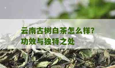 云南老树白茶：普洱茶与白茶的独特融合，醇厚口感与健功效的完美结合