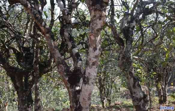 黄竹子普洱茶：古树韵味，醇厚口感，品鉴云南独特风味