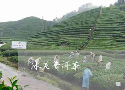 普洱精灵普洱茶