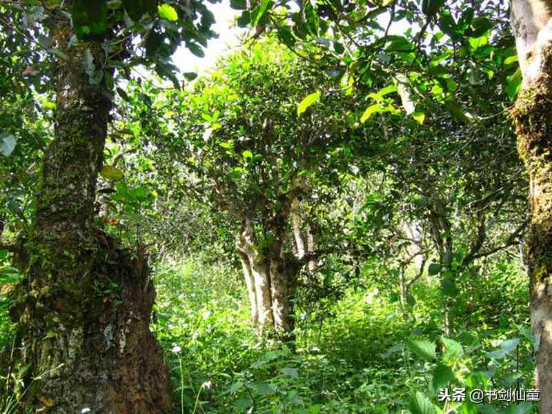 普洱茶大树茶与古树茶的区别及价格：普洱茶大树茶一般几年的？