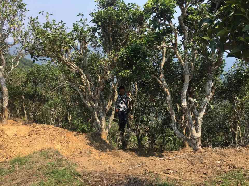 普洱茶大树茶与古树茶的区别及价格：普洱茶大树茶一般几年的？