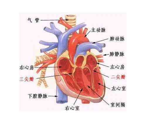 什么玉石对心脏血管有好处和坏处：全面解析