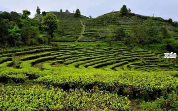 重庆普洱茶场位置及价格，联系电话。