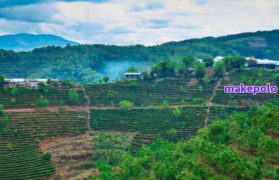 勐海福茶普洱茶产地：云南勐海县，品质上乘。