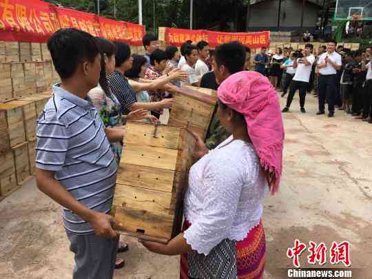 桃子箐普洱茶：品种、产地、品质及冲泡方法全面解析