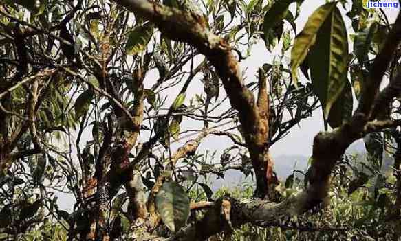 桃子山普洱茶：口感独特，回味悠长的茶品魅力