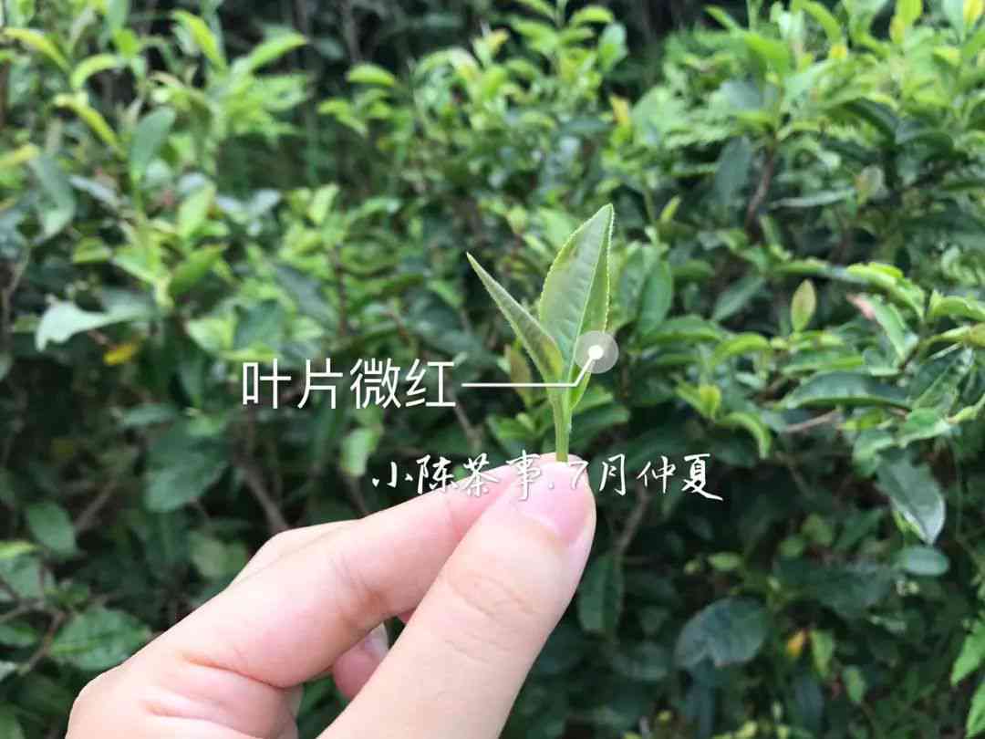 普洱茶属于什么茶种及功效，是红茶还是绿茶？