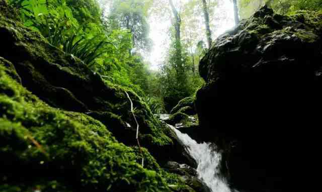 翡翠水迹地：探索神秘的地下河、珍稀植物与壮观地貌的完美结合