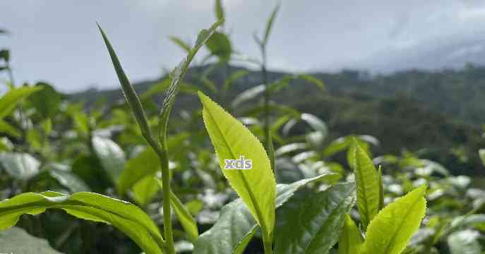 普洱茶大部分是台地茶吗？