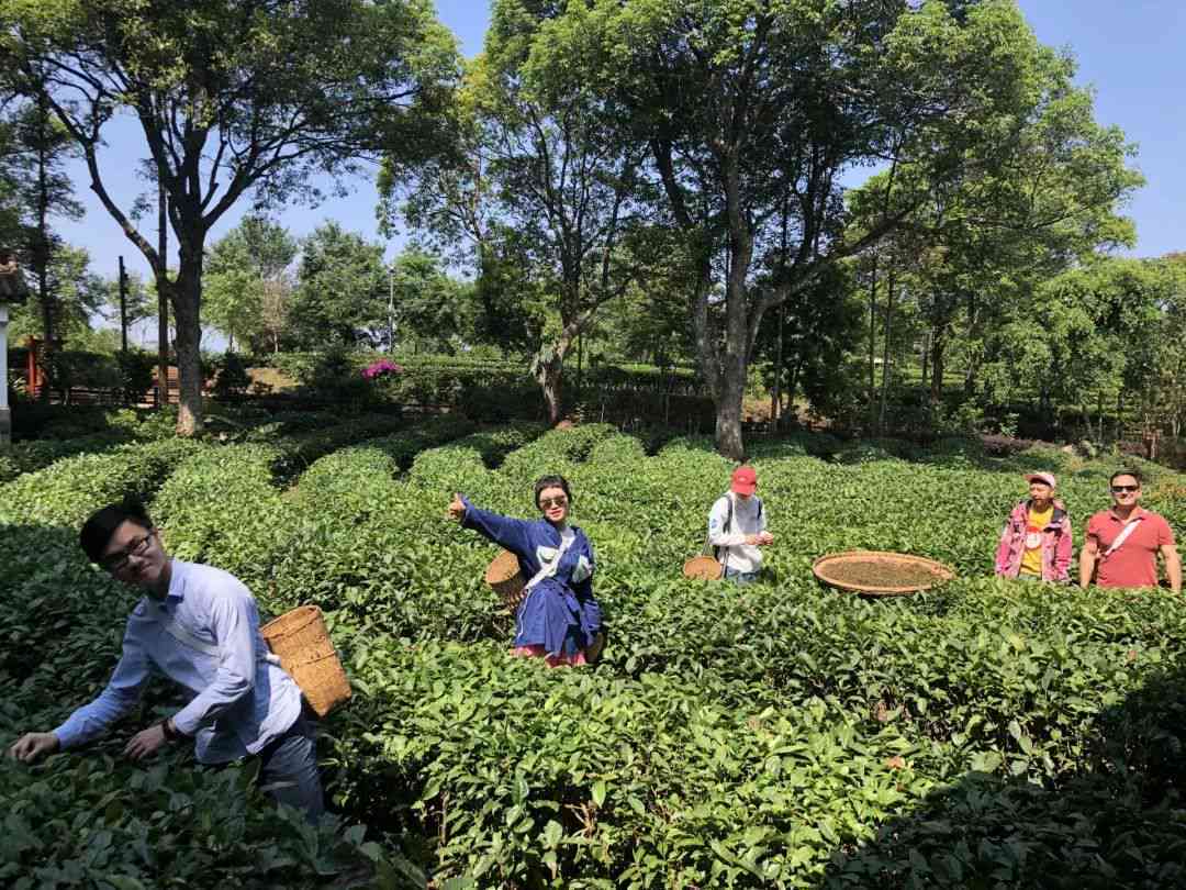 普洱茶博院做茶