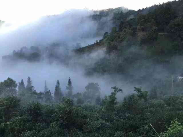 革登普洱茶山：一被遗忘的历传承与文化瑰宝