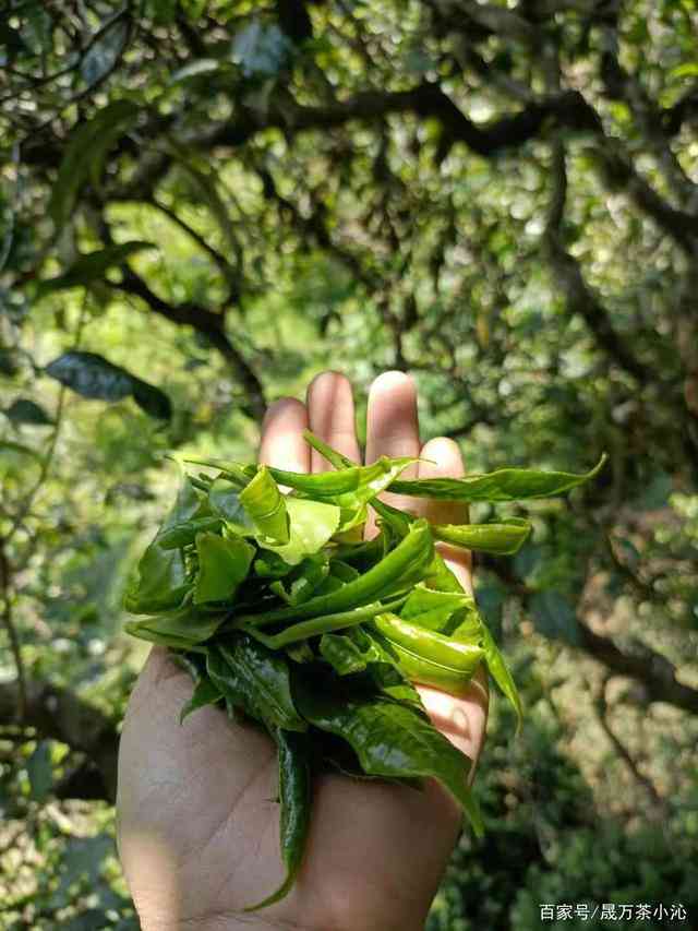 勐库大叶种普洱茶古树普洱茶：云南精选茶叶，品质上乘