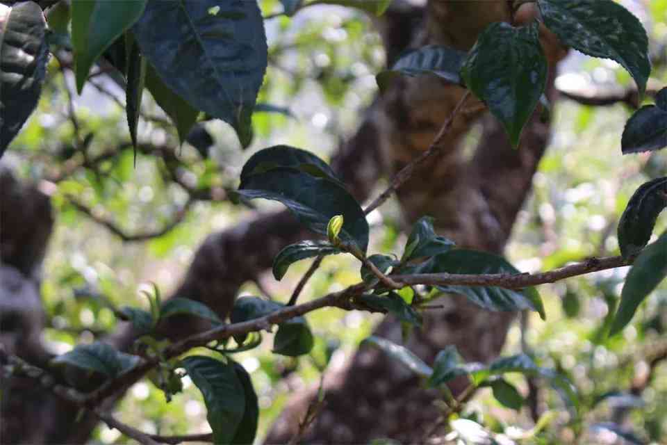 勐库大叶种普洱茶古树普洱茶：云南精选茶叶，品质上乘