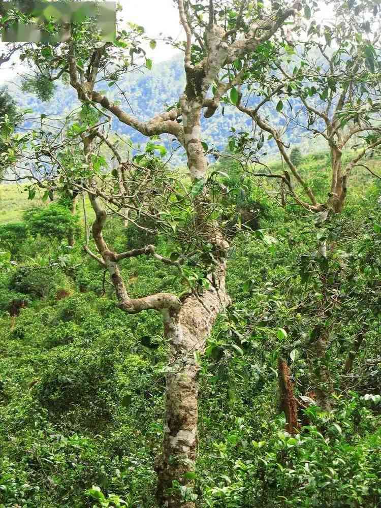 大树普洱茶：云南产地，批发价格一斤