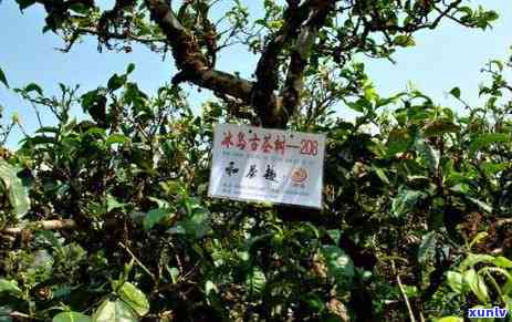 300年古树普洱茶：、冰岛产地以及批发渠道的价格分析