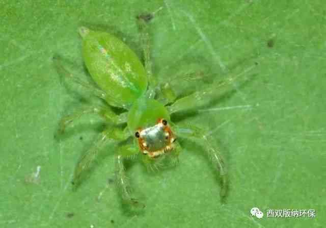 全面揭示：碧玉蜘蛛的特征、生态习性与外观特征，解答你的所有疑问