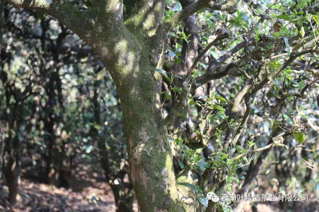 300年古树普洱茶价格多少