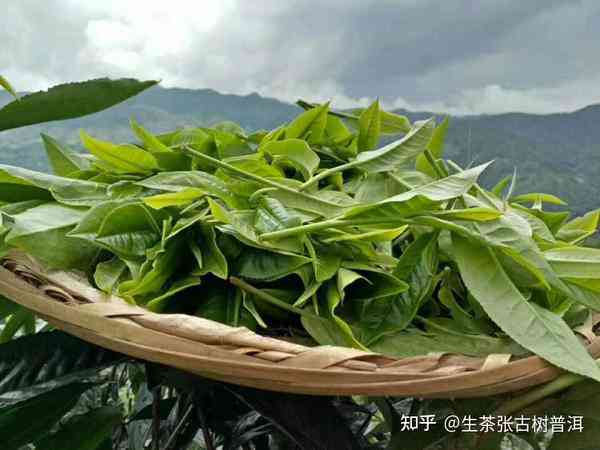 人们为什么喜欢喝古树普洱茶的原因，现代人为什么爱古树茶？