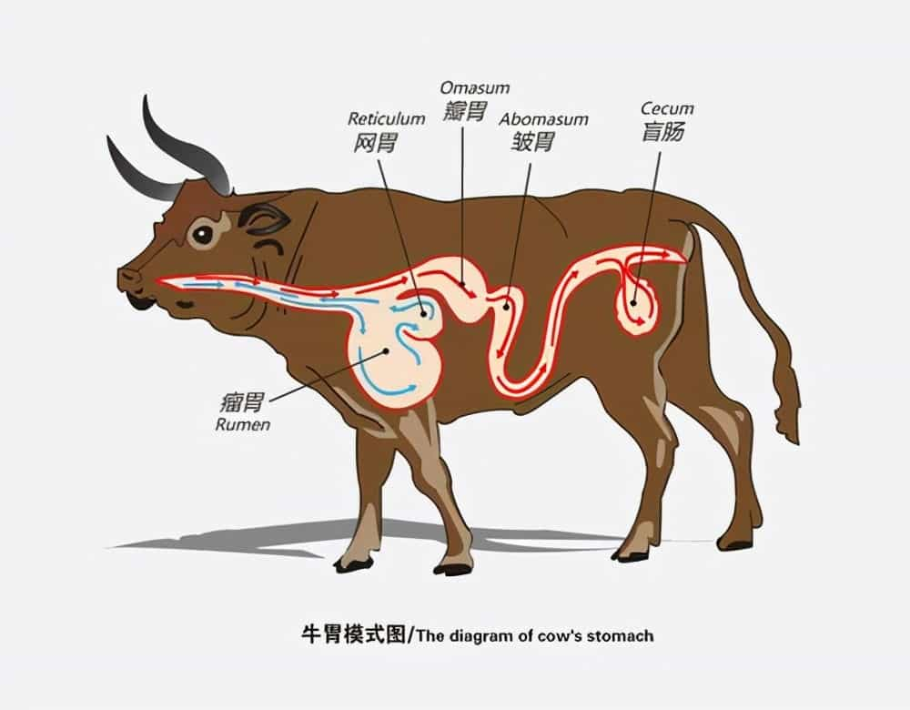 牛如意：全部位解析及其在食品、烹饪和传统医学中的应用