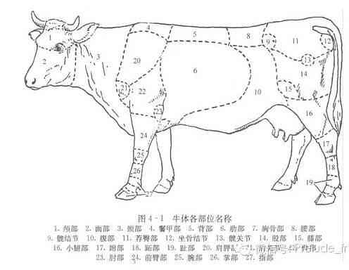 牛如意：全部位解析及其在食品、烹饪和传统医学中的应用