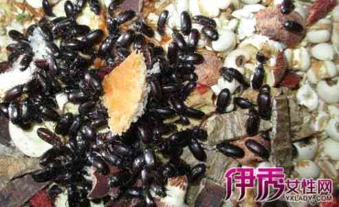 九龙虫泡茶喝的好处与作用：全面解析这一独特饮品的益处