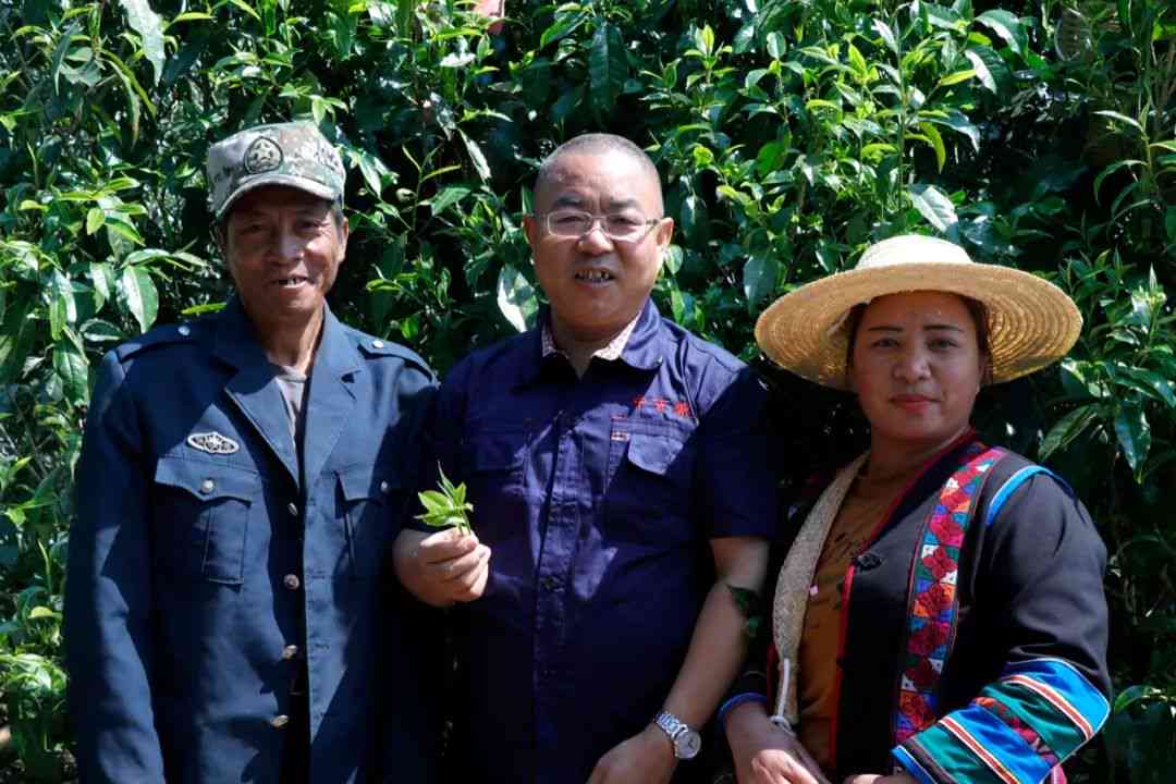 六大茶山06年班章有机茶：品种、产地、制作工艺、口感、品质与收藏价值详解