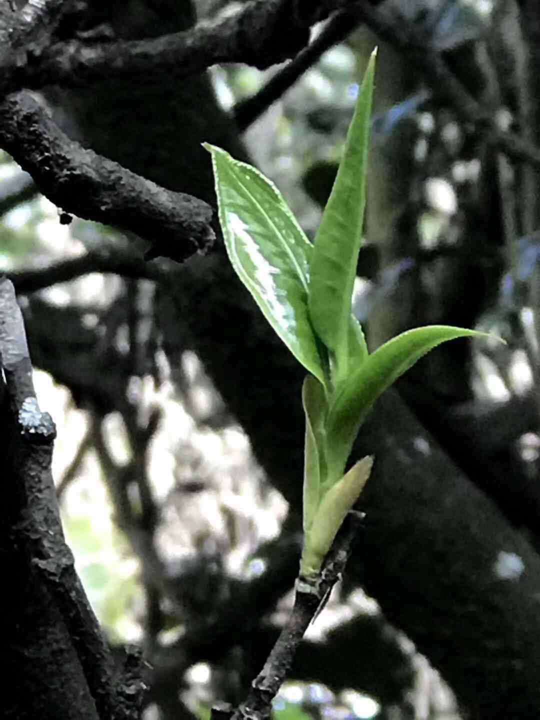 普洱茶烘烤工艺详解：从选材到成品，让你全面掌握烘烤过程与技巧