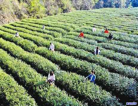 翠峰开化茶业：品味绿宝石般的茶香