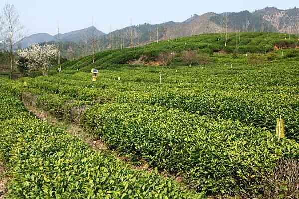 翠峰开化茶业：品味绿宝石般的茶香