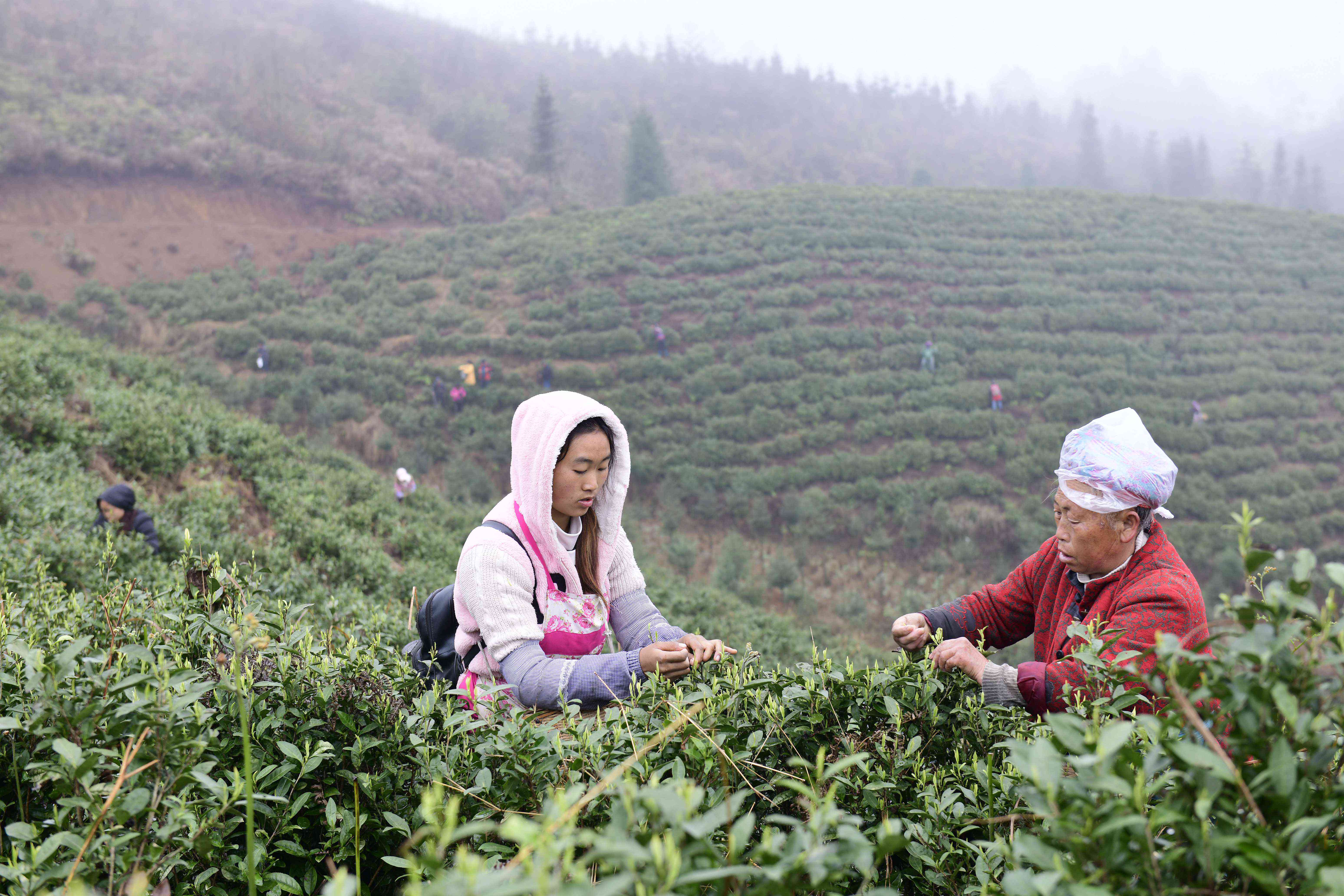 翠峰开化茶业：品味绿宝石般的茶香