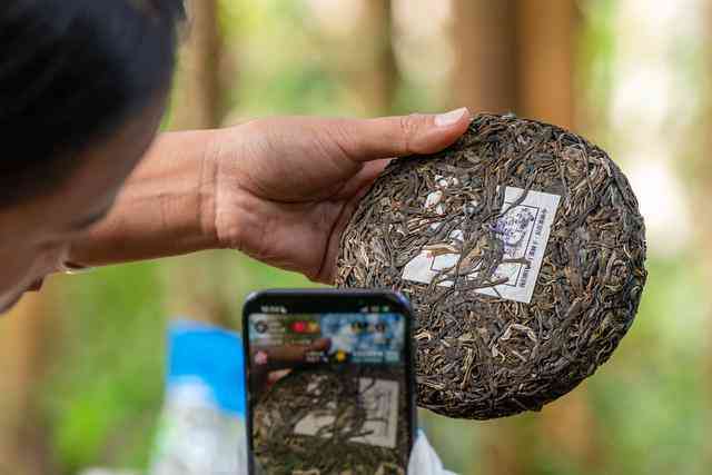 黄金景迈普洱茶