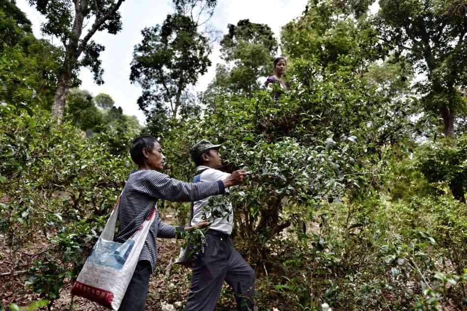 黄金景迈普洱茶