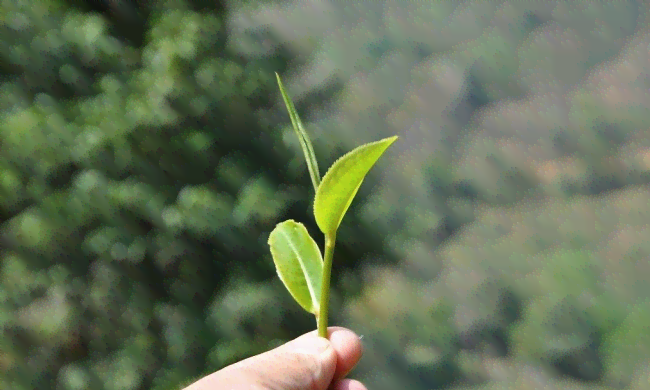 普洱茶两叶一心