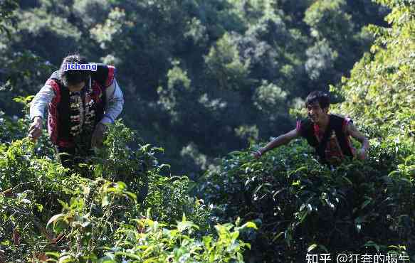 云南普洱茶优质采购指南：如何在找到货源与合适价格