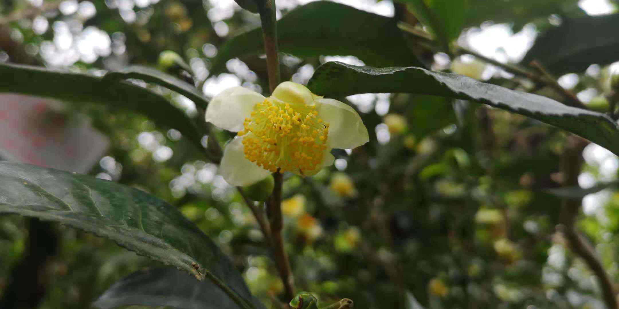 入坑普洱茶：入门推荐，买好一点的普洱茶，茶叶品质如何？价格多少？