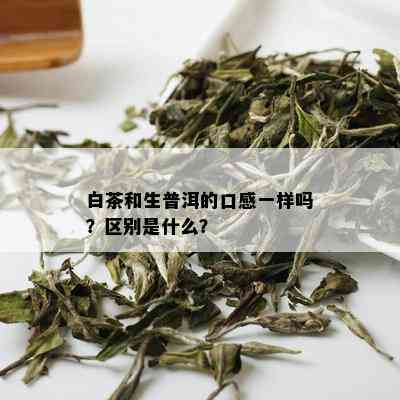 白茶和普洱茶的口感区别大吗