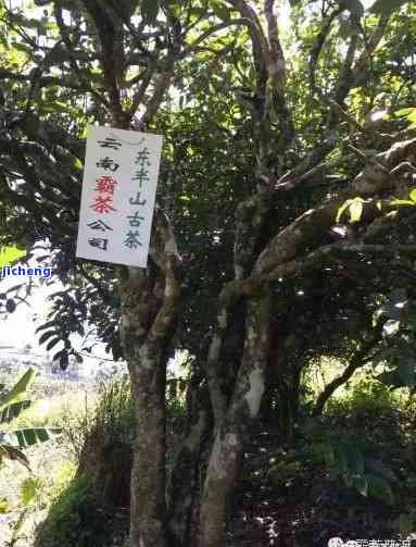 勐库东半山古树茶价格查询与特点概述