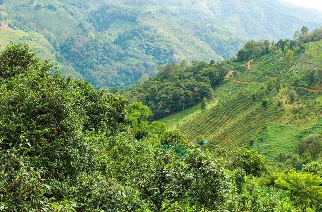 勐库茶区：东半山与西半山的茶叶品种、风味及其区别详解