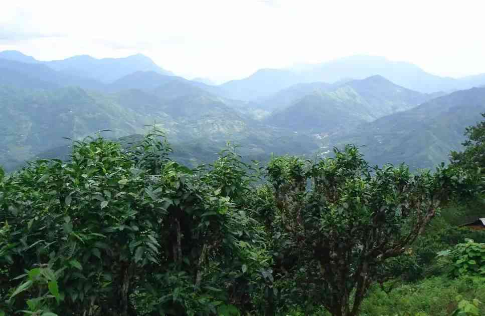 瑞元号普洱茶：一款源自名山古寨的传奇茶叶之旅