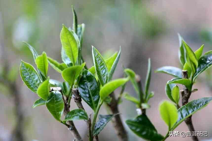 春茶：红茶还是绿茶？解答关于春茶叶类型的疑问