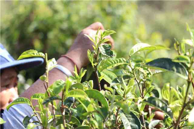 春茶属于普洱茶吗还是绿茶类