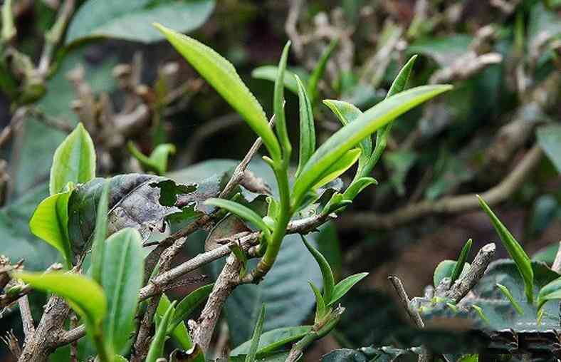 春茶属于普洱茶吗还是绿茶类