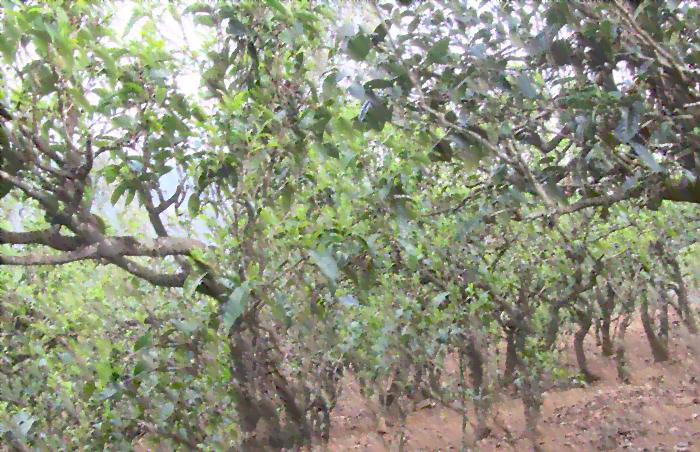 云南特色普洱茶80克-源自雨林古树，探究红茶的价值与价格