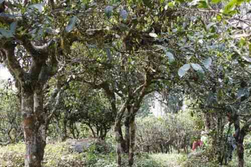 云南特色普洱茶80克-源自雨林古树，探究红茶的价值与价格